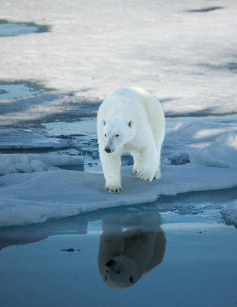 La mégafaune marine de l’Arctique face au changement climatique | Biodiversité | Scoop.it