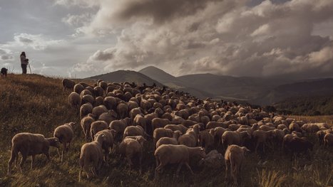 ITALIE : À la découverte de la "transumanza" avec les bergers des Alpes italiennes | CIHEAM Press Review | Scoop.it