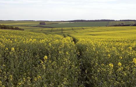 Les n&eacute;onicotino&iuml;des triplent la mortalit&eacute; des abeilles sauvages | EntomoNews | Scoop.it