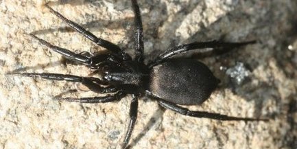Une nouvelle araignée découverte dans les Pyrénées | EntomoNews | Scoop.it