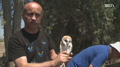 Les chouettes de la paix d'un ornithologue vaudois au Proche-Orient | Les oiseaux au gré du vent | Scoop.it