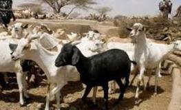 23 milliards pour le recensement de l’agriculture et de l’élevage au Cameroun | AFRIQUES | Scoop.it