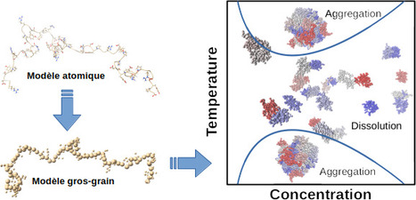 Simulation moléculaire des effets de température sur la séparation de phase liquide-liquide de protéines intrinsèquement désordonnées | Life Sciences Université Paris-Saclay | Scoop.it