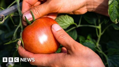 ‘Italian’ purees likely to contain Chinese forced-labour tomatoes | The Asian Food Gazette. | Scoop.it