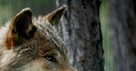 Biodiversité. En France, la population de loups gris progresse, mais plus lentement | Biodiversité | Scoop.it