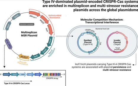Type IV-Dominated Plasmid-Encoded CRISPR-Cas Systems Are Enriched in Multireplicon and Multi-Stressor Resistance Plasmids Across the Global Plasmidome | mmb | RMH | Scoop.it