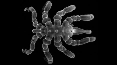 Les araignées de mer présentent une étonnante capacité à régénérer des parties presque complètes de leur corps | EntomoNews | Scoop.it