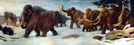 Mammoth populations were decimated by humans 30,000 years ago | Archaeology News | Scoop.it