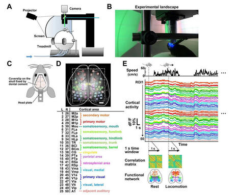 Using virtual reality to investigate autism's neural network dynamics | GAMIFICATION & SERIOUS GAMES IN HEALTH by PHARMAGEEK | Scoop.it