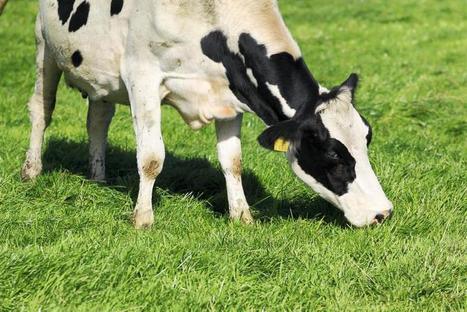 USA : La production de lait a augmenté de 1,7% en mars et de 1% au premier trimestre | Lait de Normandie... et d'ailleurs | Scoop.it