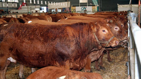 Aveyron : Unicor lance une marque de viande pour les grandes surfaces | Actualité Bétail | Scoop.it