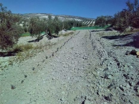 El olivo y el lavandín, matrimonio del proyecto Diverfarming para la diversificación del cultivo | OLIVE NEWS | Scoop.it