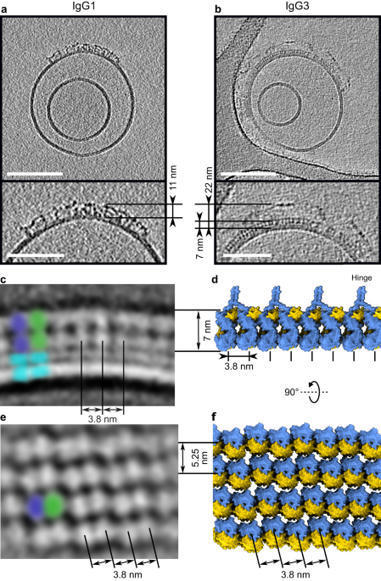 Complement is activated by elevated hexameric IgG3 | Amazing Science | Scoop.it