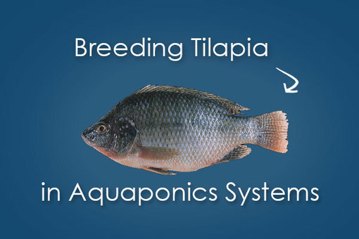 Breeding Tilapia for Aquaponics - Bright Agrote...