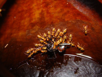 Des fourmis symbiotiques chassent et digèrent pour leur plante-hôte carnivore - CNRS | EntomoNews | Scoop.it