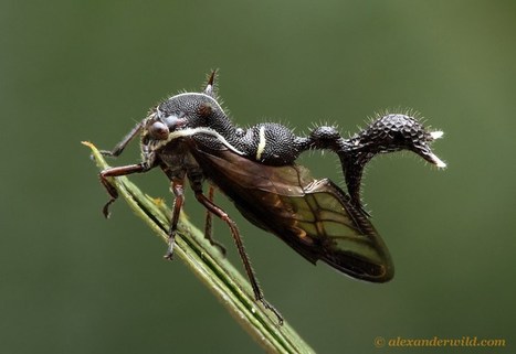 [Photos] Amazing ant mimics photographed by Alex Wild | EntomoScience | Scoop.it