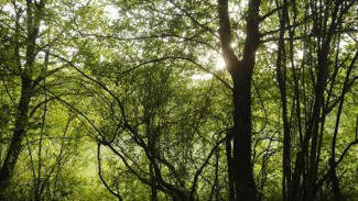 Gestion durable des forêts privées - Ministère de l'Agriculture | Pour innover en agriculture | Scoop.it