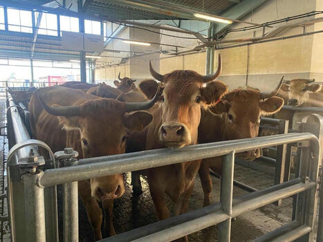 Marché agricole de Châteaubriant : les cours de la semaine 27 | Actualité Bétail | Scoop.it