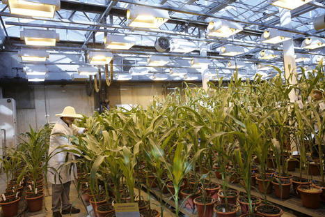 L’Anses remet en cause les critères de dérégulation des « nouveaux OGM » | Les Colocs du jardin | Scoop.it