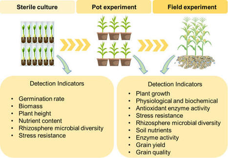 Screening Strategies of Plant Growth-promoting Bacteria: From Isolated Strains to Synthetic Microbial Communities | Plant-Microbe Symbiosis | Scoop.it