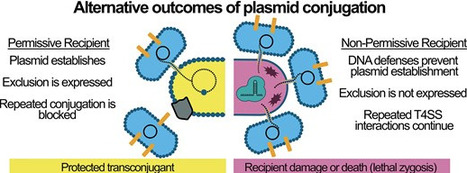 DNA defense systems become a fitness liability during plasmid conjugation | nar | RMH | Scoop.it