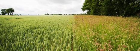 « Une agriculture européenne sans pesticides chimiques en 2050 ? » : résultats d’une étude prospective inédite - INRAE INSTIT | Biodiversité | Scoop.it