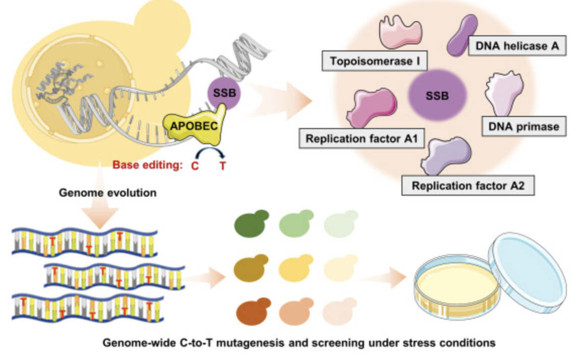 Random Mutagenesis Platform for Accelerated Gen...