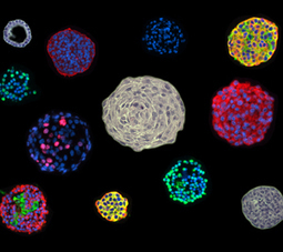 Biomimicry, bioadhesion and Dr. Jeffrey Karp: He&rsquo;s a natural at what he does - Signals Blog | Biomimicry 3.8 | Scoop.it