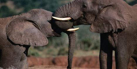 Africa - Lonely Planet | African Country Report | Scoop.it