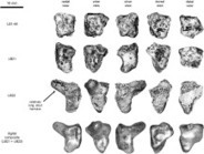 ScienceDirect.com - Journal of Human Evolution - New wrist bones of Homo floresiensis from Liang Bua (Flores, Indonesia) | Archaeology Tools | Scoop.it