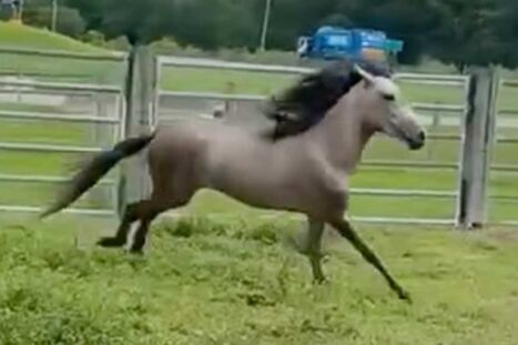 Abused Horse Jumps for Joy After Rescue in Florida: Watch | Industry 411 - Waste Management | Scoop.it