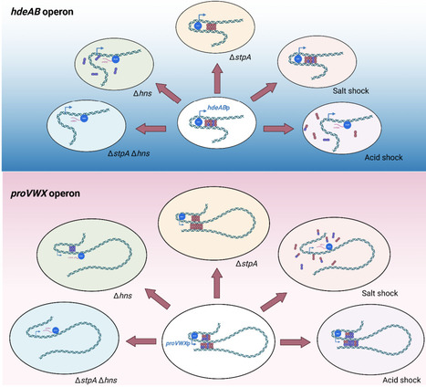 Adaptive gene transcription in Escherichia coli under environmental stress | brvm | RMH | Scoop.it