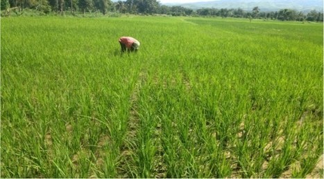 HAITI: Une économie d’inégalités | SRI Global News: Nov. 2024 - Jan. 2025  *SRI-Rice  --     System of Rice Intensification | Scoop.it