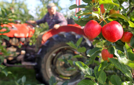 MAROC : 5ème édition du Salon National de la Pomme à Midelt | CIHEAM Press Review | Scoop.it