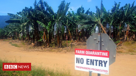 Battling to save the world's bananas | Development Economics | Scoop.it