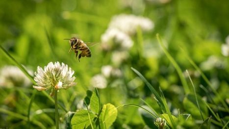 Europe. Commission et &Eacute;tats membres se renvoient la balle sur les n&eacute;onicotino&iuml;des | EntomoNews | Scoop.it