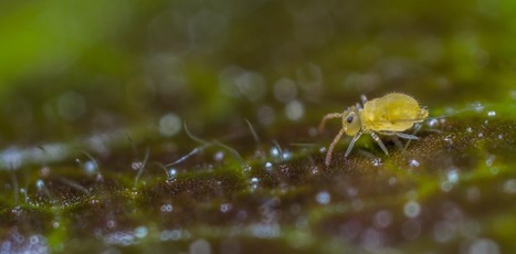 Sur les toits verts : 44 esp&egrave;ces de collemboles | EntomoNews | Scoop.it