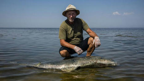 How the war in Ukraine is killing marine mammals - BBC Future | Coastal Restoration | Scoop.it