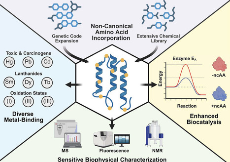 Bind, catalyze, and quantify: a modern protein and enzyme engineering toolbox of genetically encoded non-canonical amino acids | RMH | Scoop.it