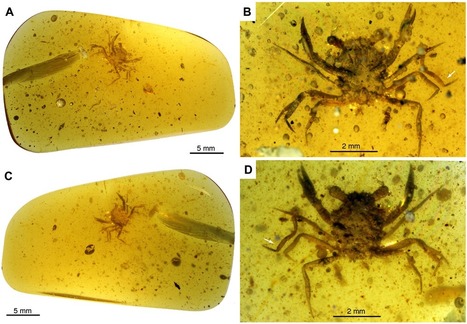 Un étonnant crabe vieux de 100 millions d'années parfaitement préservé dans de l'ambre | EntomoNews | Scoop.it