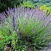 Faire sa lotion maison - Elixirs-bio.com, le blog | Aromathologie | Scoop.it