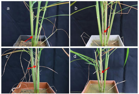 INDONESIA:  Rice Plants’ Resistance to Sheath Blight Infection is Increased by the Synergistic Effects of Trichoderma Inoculation with SRI Management | SRI Global News: June - October 2023 **sririce.org -- System of Rice Intensification | Scoop.it