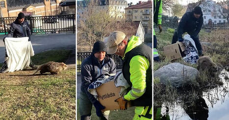 H&auml;r r&auml;ddas b&auml;vern utanf&ouml;r Domkyrkan i Uppsala &ndash; f&aring;ngades med flyttl&aring;da och filt | 1Uutiset - Lukemisen t&auml;hden | Scoop.it