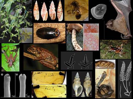 En 2018, l'ISYEB a décrit 175 taxons nouveaux pour  la Science, dont 114 actuels et 43 fossiles : 118 espèces, 41 genres, 1 sous-famille et 4 familles ! | EntomoScience | Scoop.it