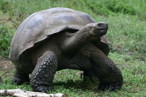 The Gentle Giants of Galapagos - Discovering Galapagos Blog | Galapagos | Scoop.it