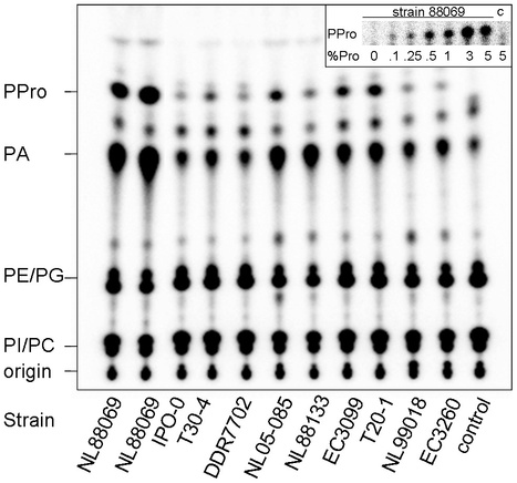 PLoS ONE: Phytophthora infestans Has a Plethora of Phospholipase D Enzymes Including a Subclass That Has Extracellular Activity | Plant Pathogenomics | Scoop.it