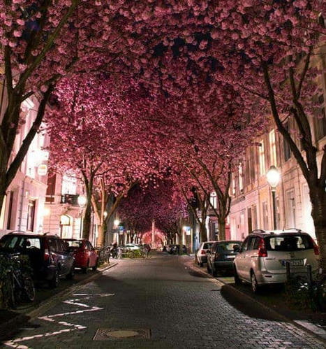 Cherry Blossom Street Landscape | 1001 Gardens ideas ! | Scoop.it