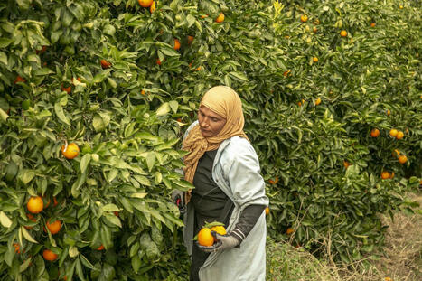 Pesticides : la France continue à exporter des substances interdites… qui reviennent ensuite dans les fruits et légumes importés | Les Colocs du jardin | Scoop.it