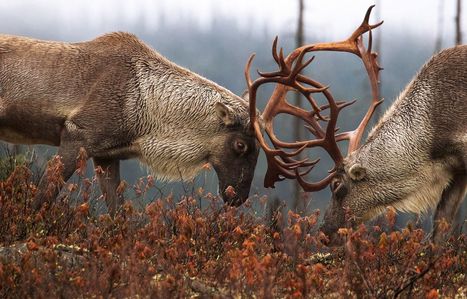 Le caribou forestier demeurera sans protection | Ils parlent de nous ! | Scoop.it