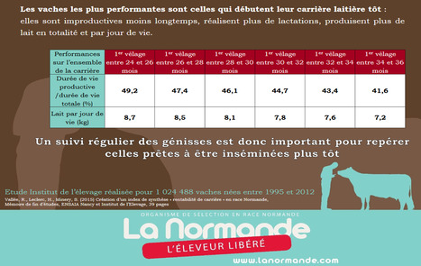 Les vaches Normandes, prêtes à vêler plus tôt | Lait de Normandie... et d'ailleurs | Scoop.it